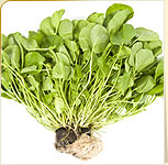 Arugula and Watercress Arugula and Watercress