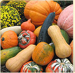 Winter and Summer Squash Winter and Summer Squash