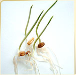 Wheat Germ Wheat Germ